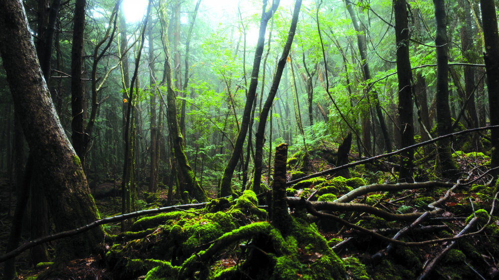 Aokigahara, hay “khu rừng tự sát”, là một trong những điểm đến du lịch đen nổi tiếng nhất Nhật Bản - ẢNH: THE NEW  YORK TIMES
