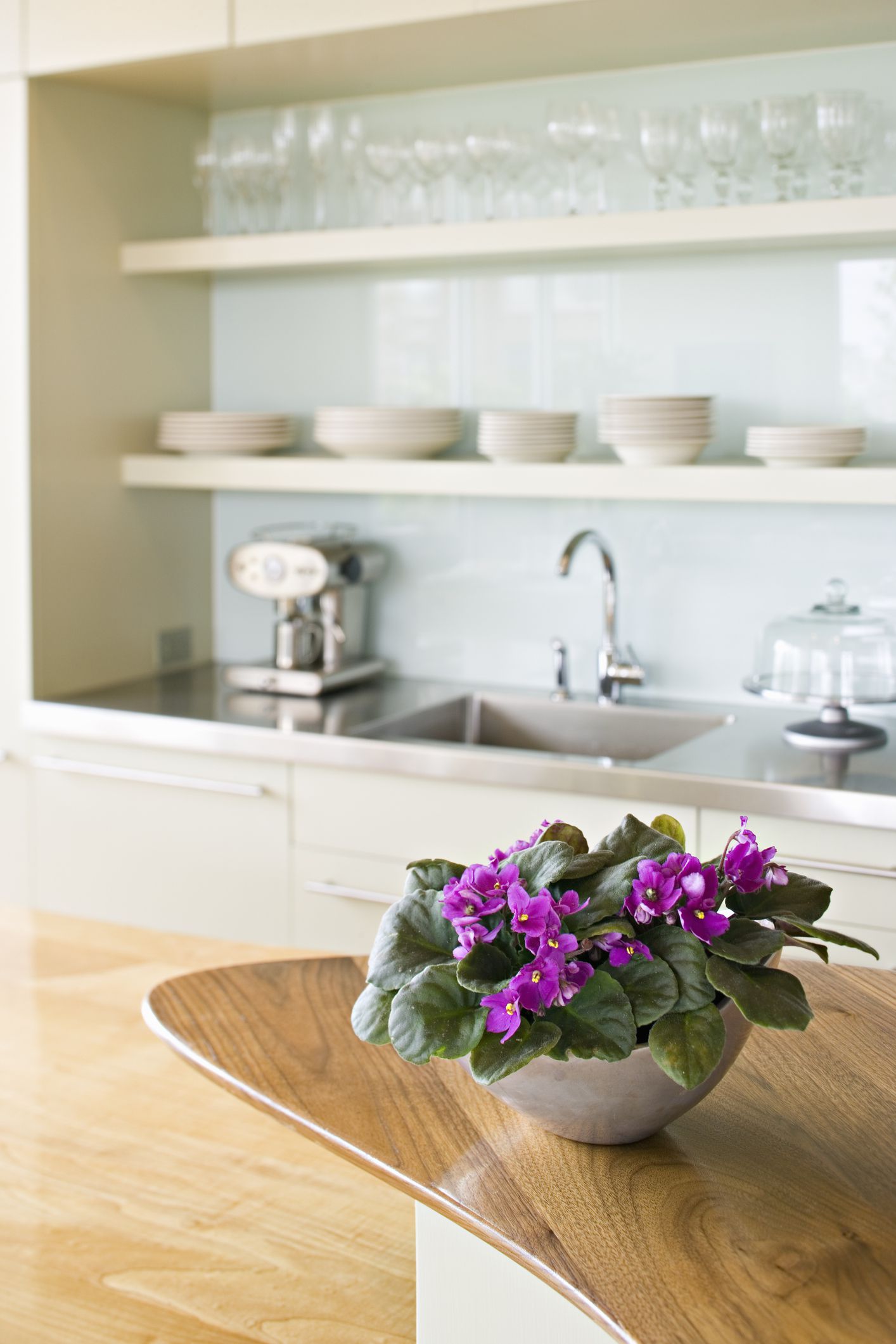 Đối với những người thích cắm hoa trong nhà bếp, hoa violet châu Phi ( Sauntpaulia ) là cây thay thế hoàn hảo cho cây trồng trong nhà! Một bông hoa violet châu Phi hạnh phúc sẽ ra hoa gần như quanh năm và chúng có nhiều màu sắc đẹp mắt. Những cây trồng trong nhà nhỏ gọn này thích ánh sáng gián tiếp, tươi sáng và tưới nước thường xuyên.