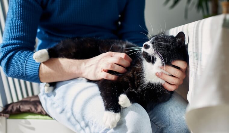 Những bức ảnh về các chú mèo đã được thu thập để phát triển ứng dụng thông minh này. Ảnh: Shutterstock