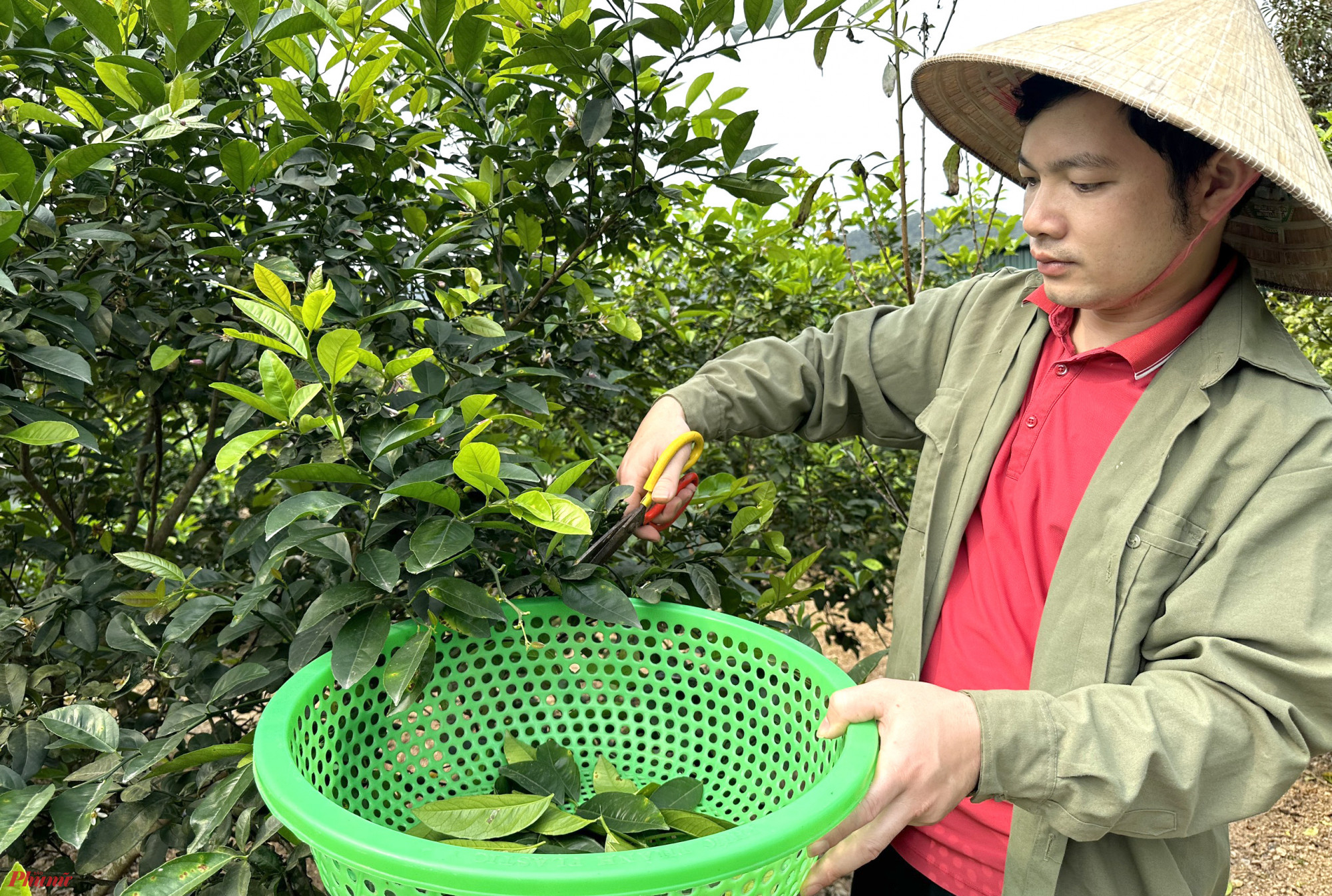 Anh Đặng Văn Hóa (37 tuổi, trú xóm 4, xã Nam Kim) cho biết, hiện cây chanh đã ra trái, nhưng việc thu hoạch lá vẫn diễn ra bình thường. Sở hữu hơn 200 cây chanh trên diện tích 2.000m2, mỗi ngày gia đình anh Hóa hái được từ 5 - 7kg lá chanh tươi để bán. 