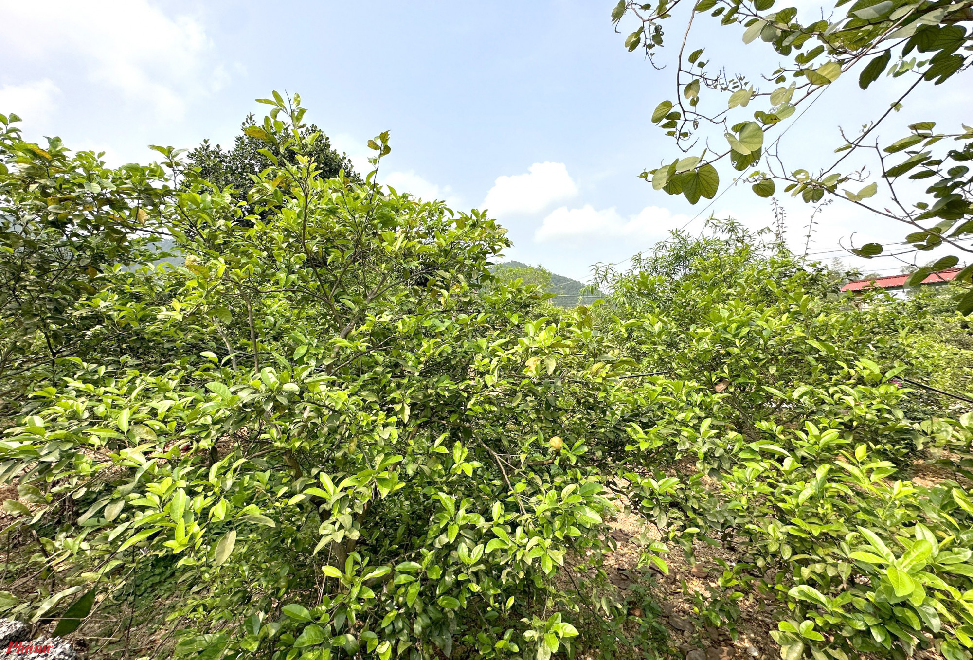 Xã Nam Kim (huyện Nam Đàn, Nghệ An) hiện có hơn 200ha cây chanh, được trồng chủ yếu dưới chân núi Thiên Nhẫn. Lãnh đạo xã Nam Kim cho hay, cây chanh được trồng ở địa phương này từ hàng chục năm trước, là một trong những cây trồng đem lại nguồn thu nhập chính cho người dân xã này.