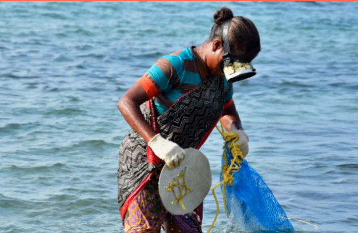 Với những chiếc bao buộc quanh sari và kính bảo hộ cũ kỹ là thiết bị duy nhất của họ, những người thu gom rong biển ở bờ biển phía đông nam Ấn Độ đã lặn ở Vịnh Mannar trong nhiều thập kỷ, truyền kỹ năng từ mẹ sang con gái.  Sethunambu, giống như hầu hết phụ nữ, chỉ có một cái tên, cho rằng bà hiện khoảng 60 tuổi và đã lặn trong phần lớn cuộc đời trưởng thành của mình. “Tôi làm nghề này đã 20 năm qua và tôi đã gặp phải những rủi ro giống như những phụ nữ khác như tôi,” cô nói.  “Chúng tôi buộc một chiếc bao tải qua sari, quanh eo và thu thập những cây mà chúng tôi đã loại bỏ khỏi đá bằng bàn tay bầm tím khi lặn sâu dưới nước.”Những chiếc túi bao buộc quanh sari và kính bảo hộ cũ kỹ là thiết bị duy nhất của họ - những người thu gom rong biển ở bờ biển phía đông nam Ấn Độ trong nhiều thập kỷ, truyền kỹ năng từ mẹ sang con gái. ã dạy con gái họ nghề buôn bán nguy hiểm. Nhưng trong khi công việc mang lại cho họ sự độc lập về tài chính, thì rất ít người thương tiếc cho sự ra đi của nó. Ở Rameswaram, trên bờ biển Tamil Nadu, đó là một nghệ thuật đang chết dần chết mòn. Ngày càng nhiều bé gái có thể đến trường và theo đuổi cuộc sống lao động ít phụ thuộc vào thủy triều nguy hiểm và công việc bầm dập.