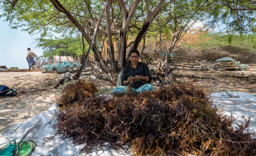 Rong biển được thu hoạch phải được làm khô trước khi bán cho các thương nhân, những người bán nó để sử dụng trong ngành công nghiệp thực phẩm và làm đẹp. Trong điều kiện thủy triều thấp và thời tiết thuận lợi tốt nhất, số tiền nhiều nhất mà các thợ lặn có thể kiếm được là 120 bảng Anh một tháng Munishwari sống ở làng Mangadu, cách nơi cô nhặt rong biển 3km. Mặc dù cô ấy đã đi theo con đường của mẹ mình và công việc buôn bán đã kiếm sống cho cô ấy, nhưng Munishwari không muốn nhìn thấy thế hệ tiếp theo đi theo truyền thống của mình. “Tôi bị dị ứng và ngứa ngáy hàng ngày, tay chân bầm tím, đôi khi gặp phải những con cá nguy hiểm dưới nước”, cô nói. “Tôi đã sống trong sợ hãi với nghề này, mặc dù đó là nguồn duy nhất mang bánh mì đến nhà tôi. Tôi muốn các con tôi thoát ra khỏi vòng tròn này và chọn giáo dục thay vì điều này. Tuy nhiên, tôi sẽ dạy nghệ thuật cho con gái mình như một phương án dự phòng.”