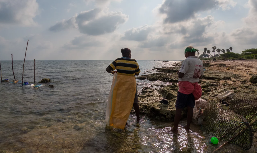 Vào một buổi sáng sớm tháng Hai ấm áp, một nhóm mười phụ nữ, tuổi từ 50 đến 60, ngồi trên bờ cát của bãi biển Akkal Madam trên đảo Pamban của Ấn Độ, cẩn thận băng bó các ngón tay. Mặc những chiếc áo cánh sặc sỡ và sari, họ quấn những dải vải dày trên mỗi ngón tay và cố định các đầu bằng dây. Họ mất hơn 20 phút.