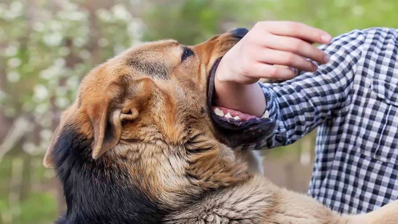 Tại Đắk Lắk vừa ghi nhận một trường hợp tử vong sau hơn 6 tháng bị chó cắn (Ảnh minh họa)