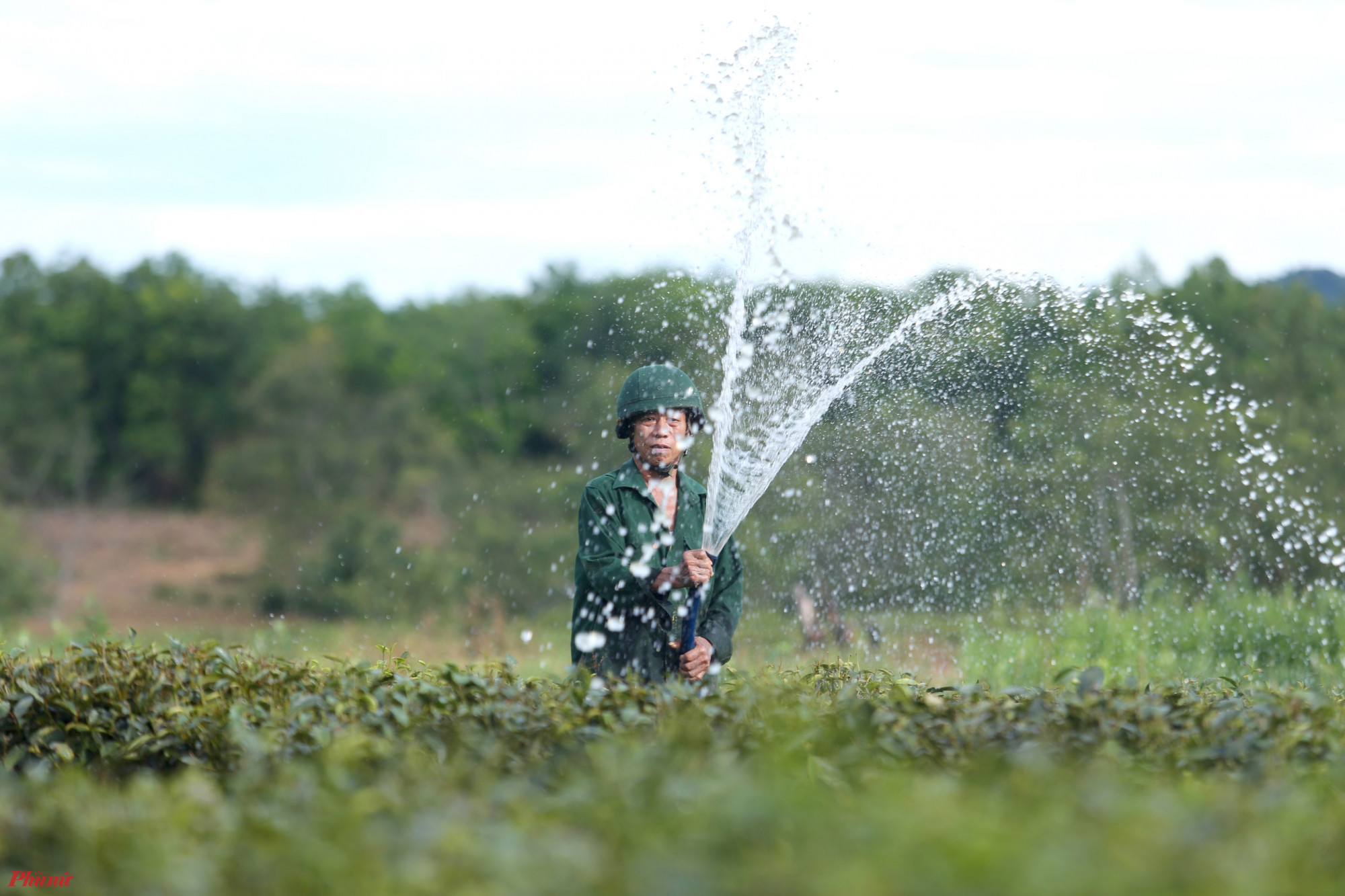 Ông Phan Kỳ - Phó chủ tịch UBND huyện Hương Khê - cho biết, nắng nóng kéo dài khiến các vùng trồng chè hoặc cây đặc sản cam, bưởi chịu ảnh hưởng lớn, sản lượng giảm sút. Hiện, một số hồ đập trên địa bàn đã cạn, việc cung ứng nguồn nước tưới đảm bảo chống hạn cũng gặp khó khăn.