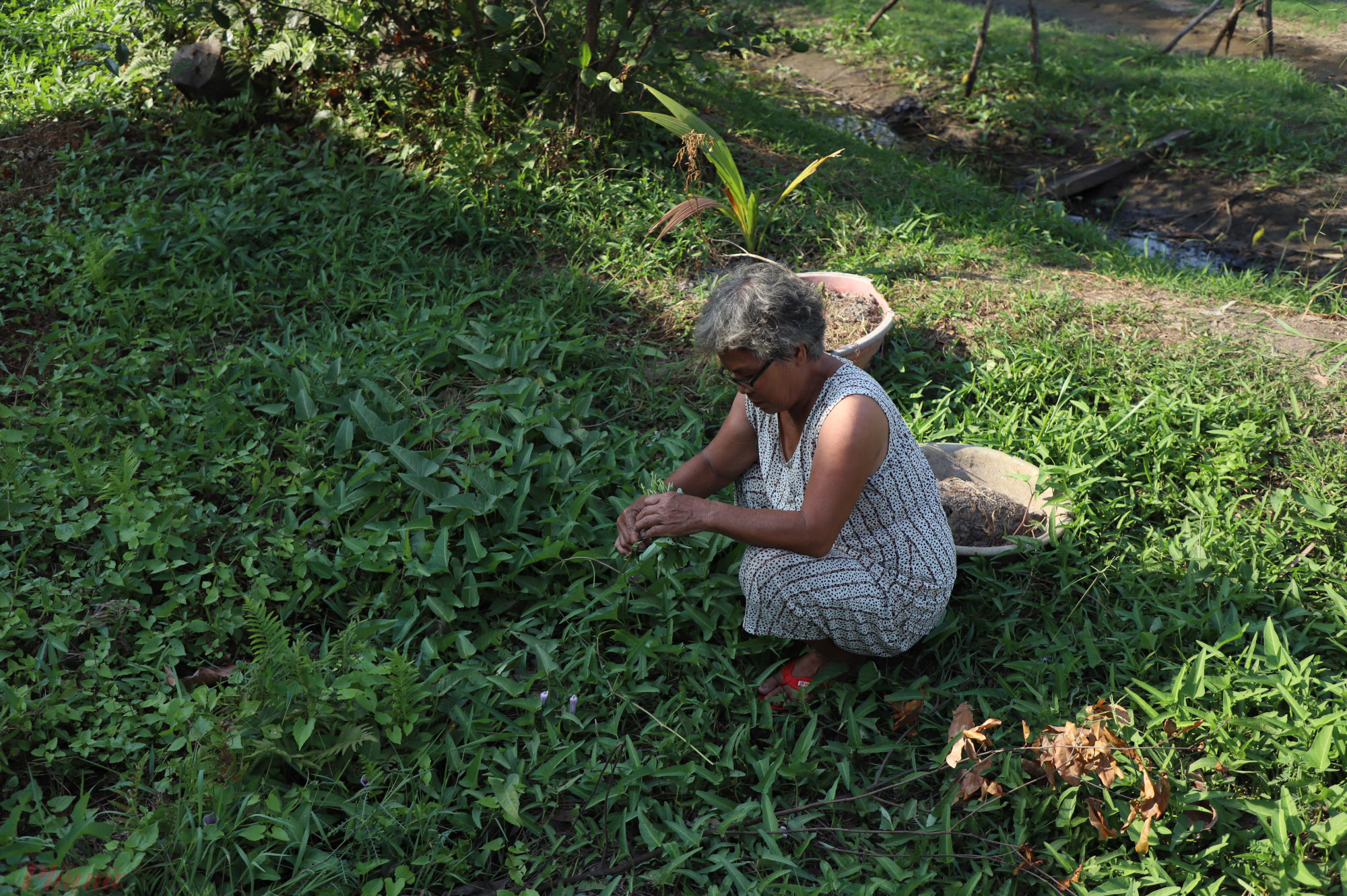 Sống ngay TPHCM sầm uất, gia đình bà Mùi có đất không thể xây nhà hay bán chia cho con cháu đành phải trồng rau sống tạm bợ qua ngày.