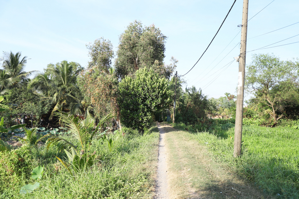 Phần lớn bán đảo Thanh Đa trông hệt như một vùng quê với những con đường đất dài, rợp bóng cây và đầy cỏ dại - ẢNH: NGUYỄN QUANG