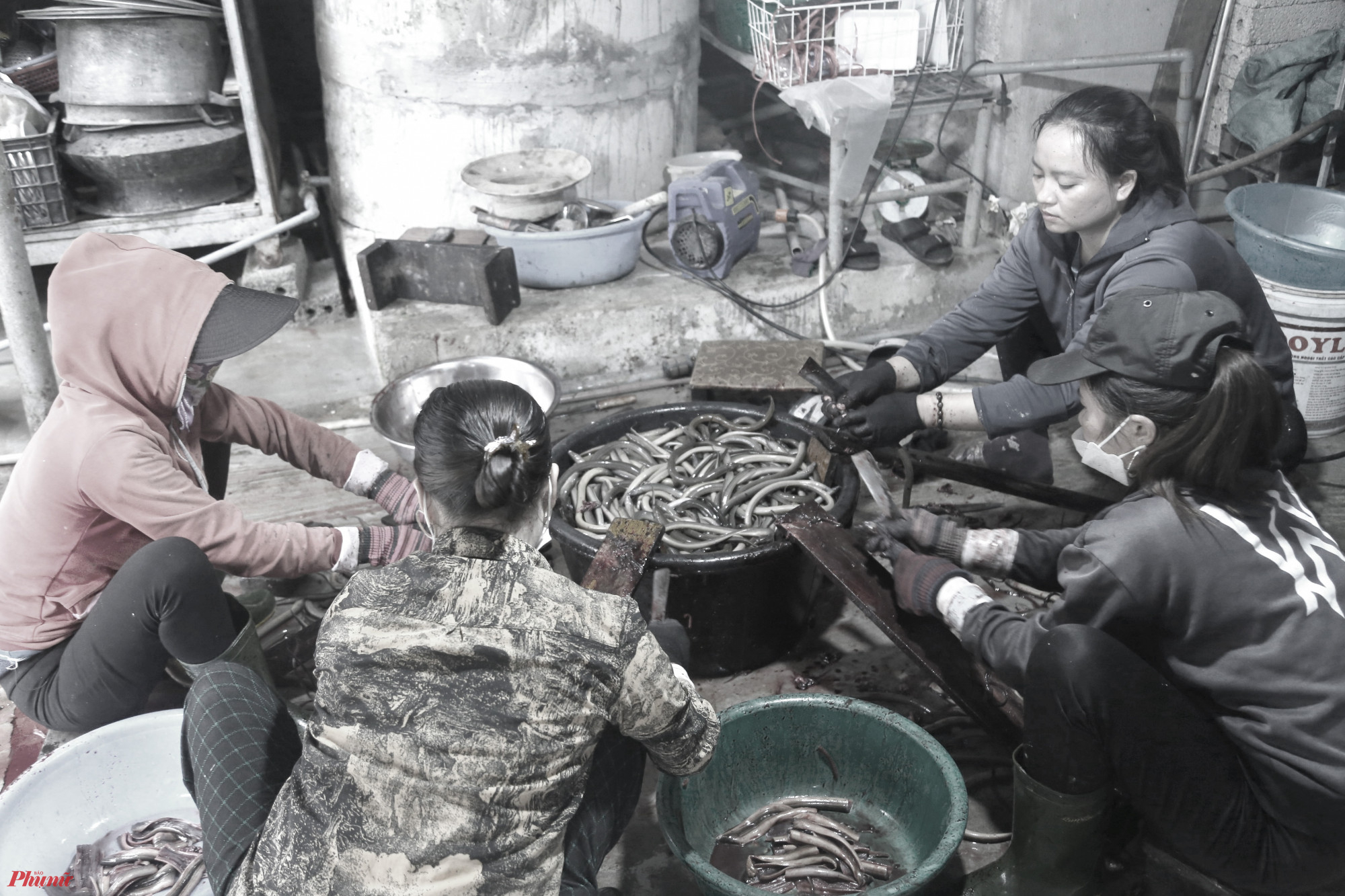 Công nhân làm thịt, lóc xương lươn - Ảnh: Phan Ngọc