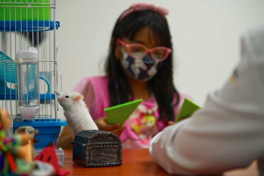 Alessia Ramos, 9 tuổi, được chẩn đoán mắc chứng ADHD, được hình dung trong một buổi trị liệu với chú chuột lang Angora tên là Waffle. 