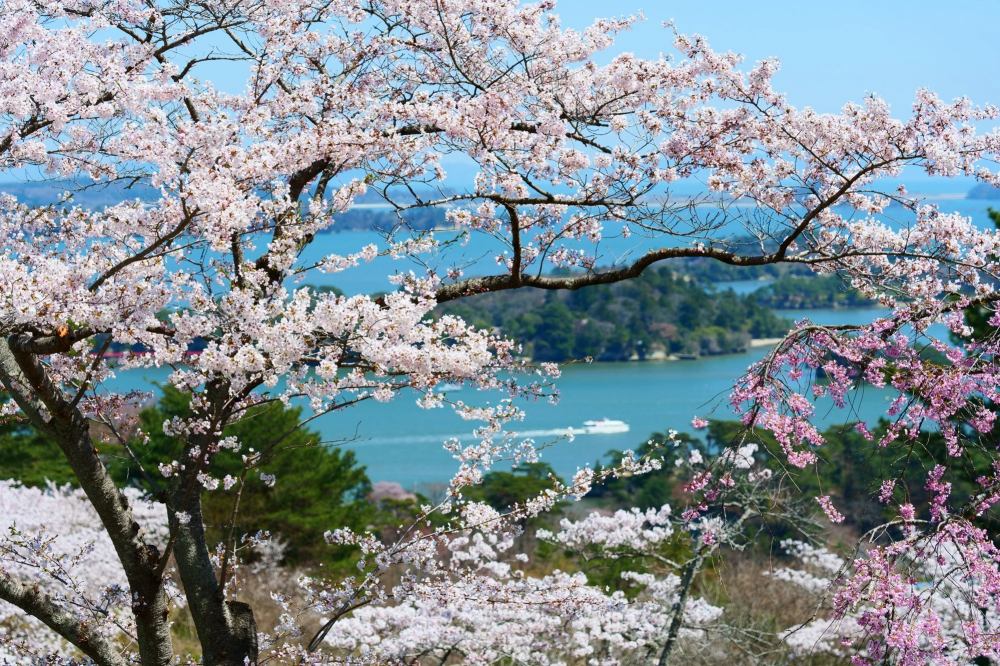 Thị trấn Matsushima, trên bờ biển Sanriku của Tohoku, đã bị ảnh hưởng nặng nề bởi trận động đất và sóng thần năm 2011. - Ảnh: Shutterstock