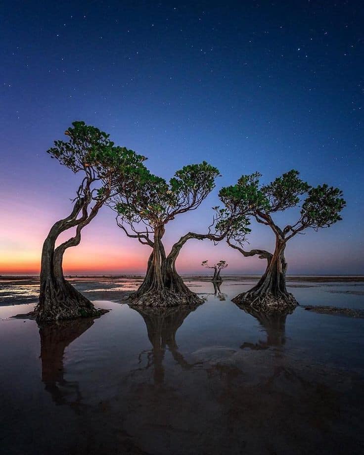 Những cây ngập mặn nhảy múa ở biển Walakiri trên hòn đảo Sumba, Indonesia