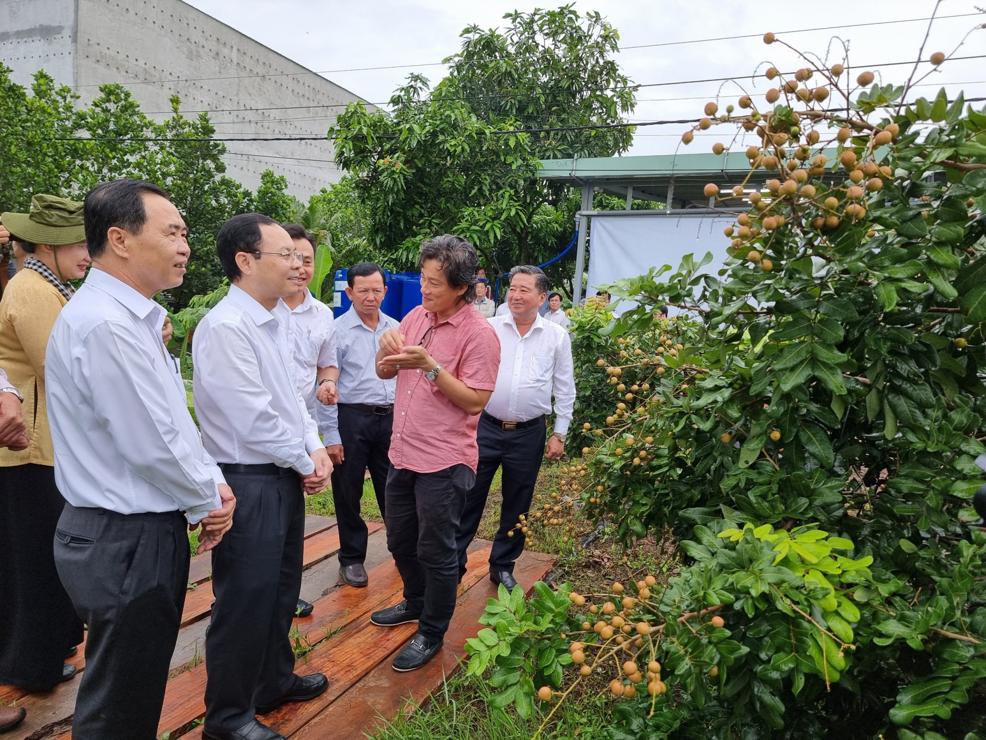 Ông Nguyễn Văn Hiếu – Bí thư Thành ủy Cần Thơ và đoàn công tác, đến thăm HTX cây ăn trái Thái Thanh (huyện Cờ Đỏ). 