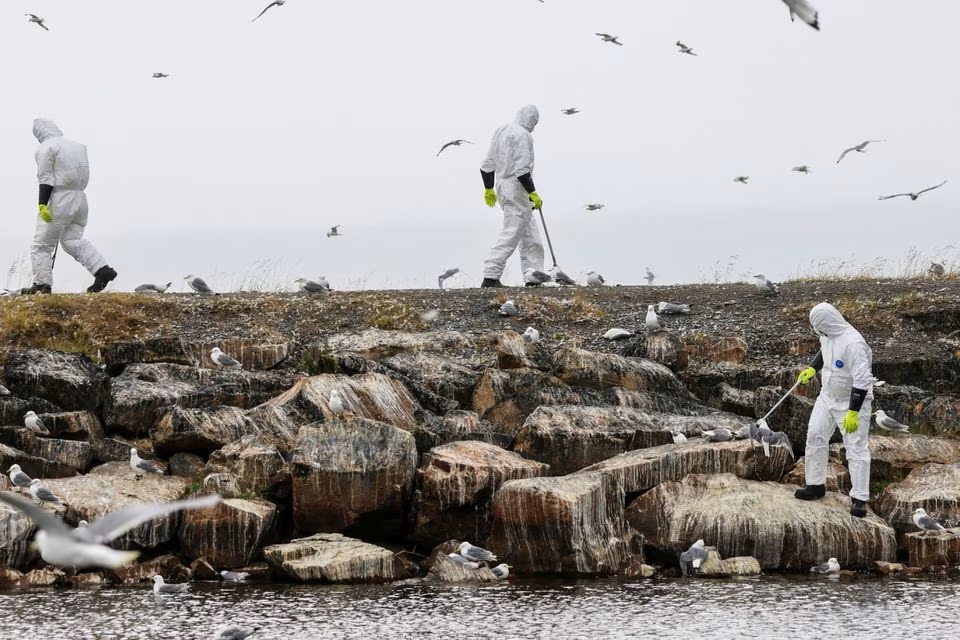 Những người mặc đồ bảo hộ thu xác chim chết giữa một đợt bùng phát cúm gia cầm lớn, tại hạt Finnmark, Na Uy, vào ngày 20/7 - Ảnh: REUTERS