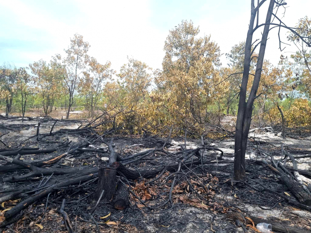 Một cánh rừng phòng hộ ở tỉnh Quảng Nam bị lửa thiêu rụi. Từ đầu năm 2023 đến nay, tỉnh Quảng Nam xảy ra 12 vụ cháy rừng với diện tích hơn 42ha - ẢNH: ĐÌNH DŨNG