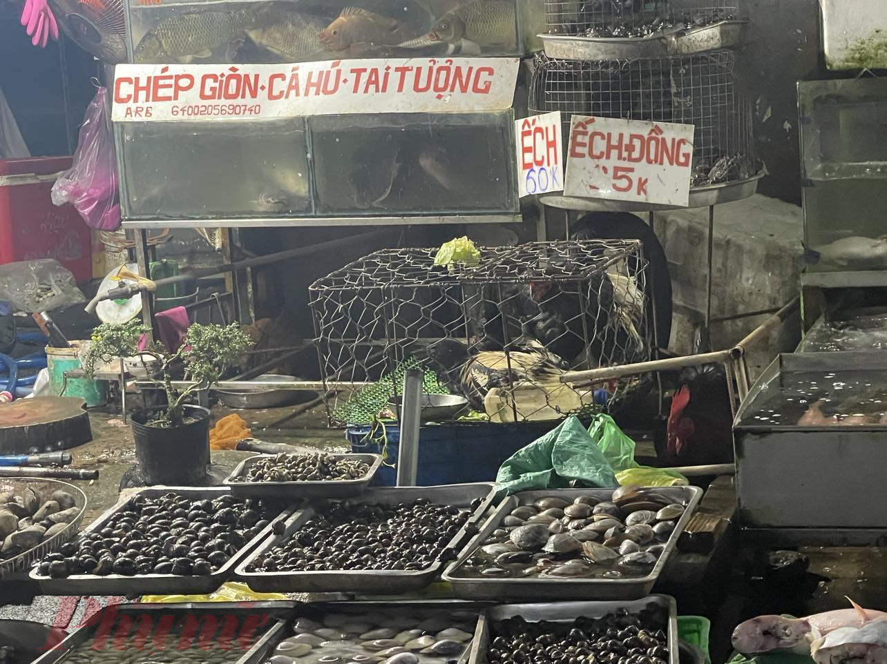 Một số điểm bán cá, ốc cũng tranh thủ bán thêm gà sống, giết mổ tại chỗ - Ảnh: Nguyễn Cẩm