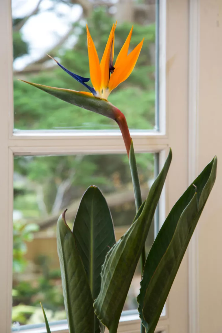. CHIM THIÊN ĐƯỜNG (STRELITZIA REGINAE) chậu cây trong nhà Bird of Paradise trên bậu cửa sổ  (Tín dụng hình ảnh: Alamy) Được ngưỡng mộ vì tán lá tươi tốt, loài cây nổi tiếng này cũng có những bông hoa đầy màu sắc sẽ mọc trong nhà. Trên thực tế, tên của nó bắt nguồn từ những bông hoa màu cam và xanh tuyệt đẹp giống như những chú chim thiên đường nhiệt đới. Một trong những lý do khiến các nhà thiết kế yêu thích loại cây trồng trong nhà này sẽ làm cho căn phòng trông sang trọng hơn - nó chỉ mang lại một không khí sang trọng kỳ lạ cho nó.  Những cây này cần hình thành một chùm rễ khỏe mạnh trước khi chúng có thể ra hoa, có thể mất từ ​​​​ba đến sáu năm. Vì vậy, hãy mua một cây trưởng thành nếu bạn muốn nó ra hoa sớm hơn.