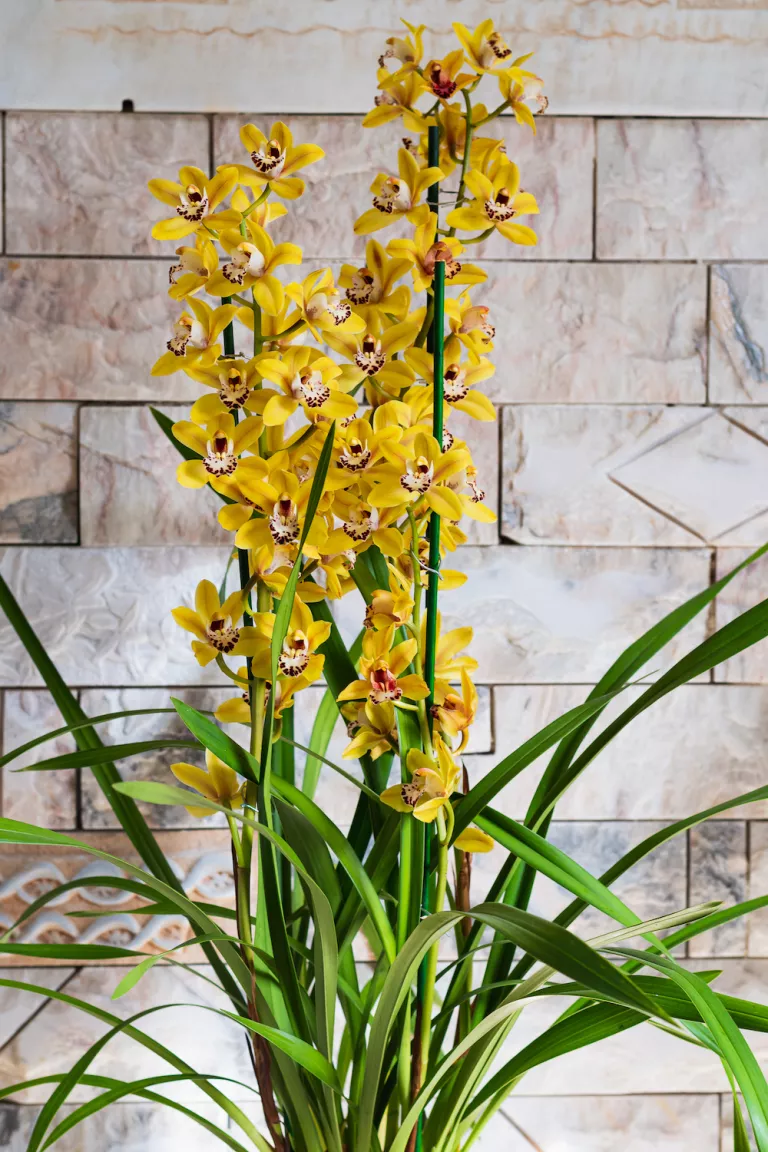 PHONG LAN ĐỊA LAN cây lan địa lan vàng  (Tín dụng hình ảnh: Getty / CoinUp) Những loại cây nào là tốt nhất cho một khu vườn trong nhà tươi tốt? Nó phải là hoa lan. Với những cánh hoa có hoa văn tinh tế và màu sắc đẹp mắt, chúng là một trong những loài thực vật có hoa trong nhà vùng nhiệt đới được yêu thích nhất.   Mặc dù, có hàng ngàn giống của loại cây phổ biến này, nhưng lan địa lan là một trong những loại dễ tính và sẵn có nhất.  William Davidson , chuyên gia thực vật và tác giả của Dr Houseplant , cho biết: “Với một chút khéo léo, có thể cung cấp các vị trí phát triển phù hợp cho nhiều loại hoa đẹp này ở hầu hết mọi phòng trong nhà. 'Nhiệt độ thoải mái cho mọi người là tốt cho những cây lan trồng tại nhà này.'