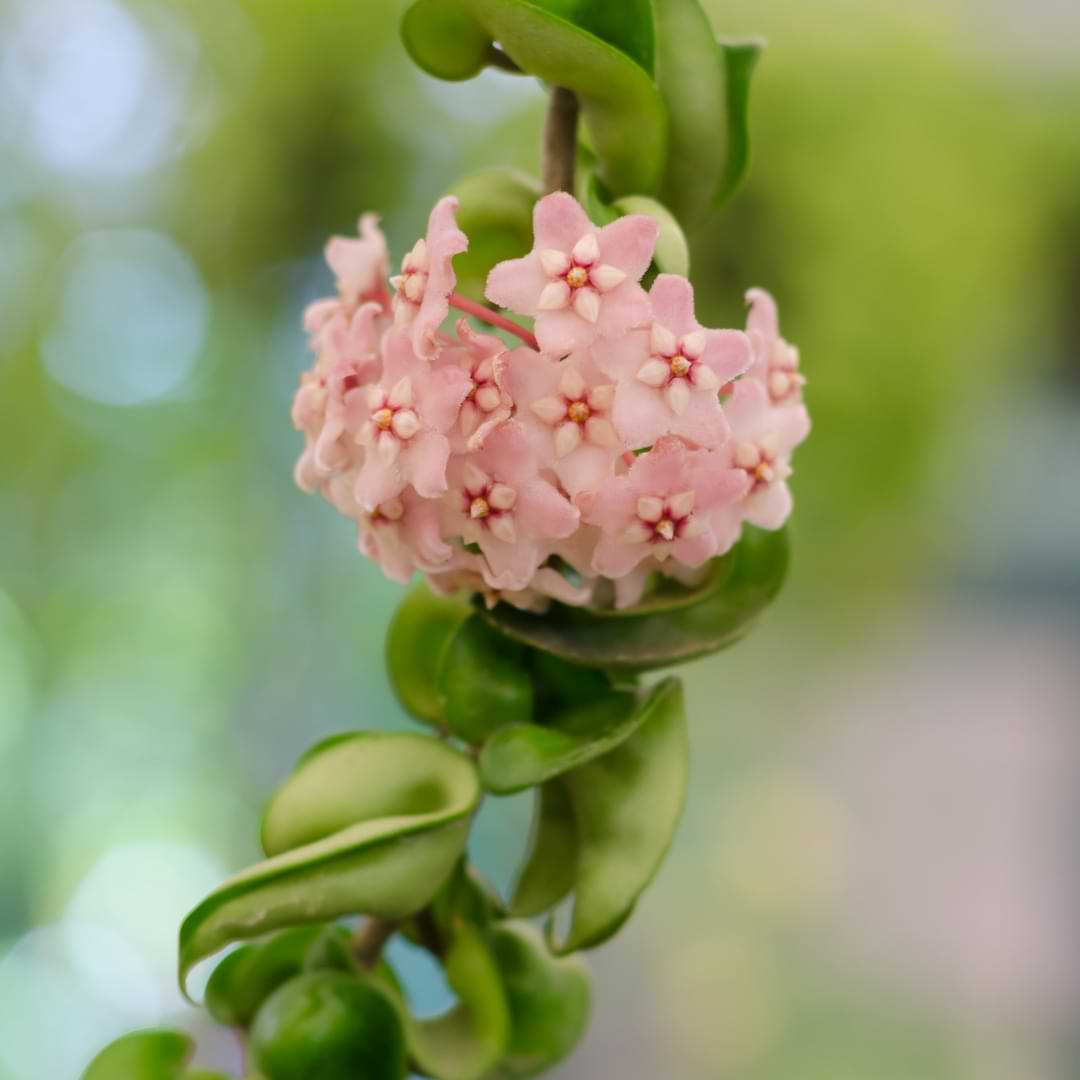  HOA SÁP (HOYA CARNOSA) hoa sáp hoya carnosa  (Tín dụng hình ảnh: Alamy) Cụm hoa theo hình nửa quả bóng, những bông hoa màu trắng hoặc hồng nhạt xinh xắn này treo như những chiếc ô lộn ngược từ cấu trúc giống như dây leo của cây. Bởi vì điều này, 'hoa sáp' hay Hoya trông thật đáng yêu trong một chiếc giá treo hoặc hộp cao, nơi nó có thể đi theo đường mòn một cách duyên dáng. Những bông hoa xinh đẹp cũng tỏa ra một mùi hương hoa ngọt ngào.  Giống như hầu hết các loại cây khác, Hoya sẽ cần ánh sáng rực rỡ để ra hoa. Nó không thích lạnh, vì vậy hãy giữ nó ở nơi ấm áp.   