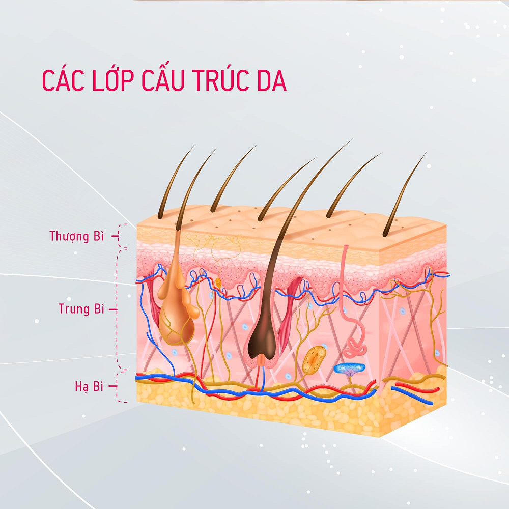 Cấu trúc da từ ngoài vào trong