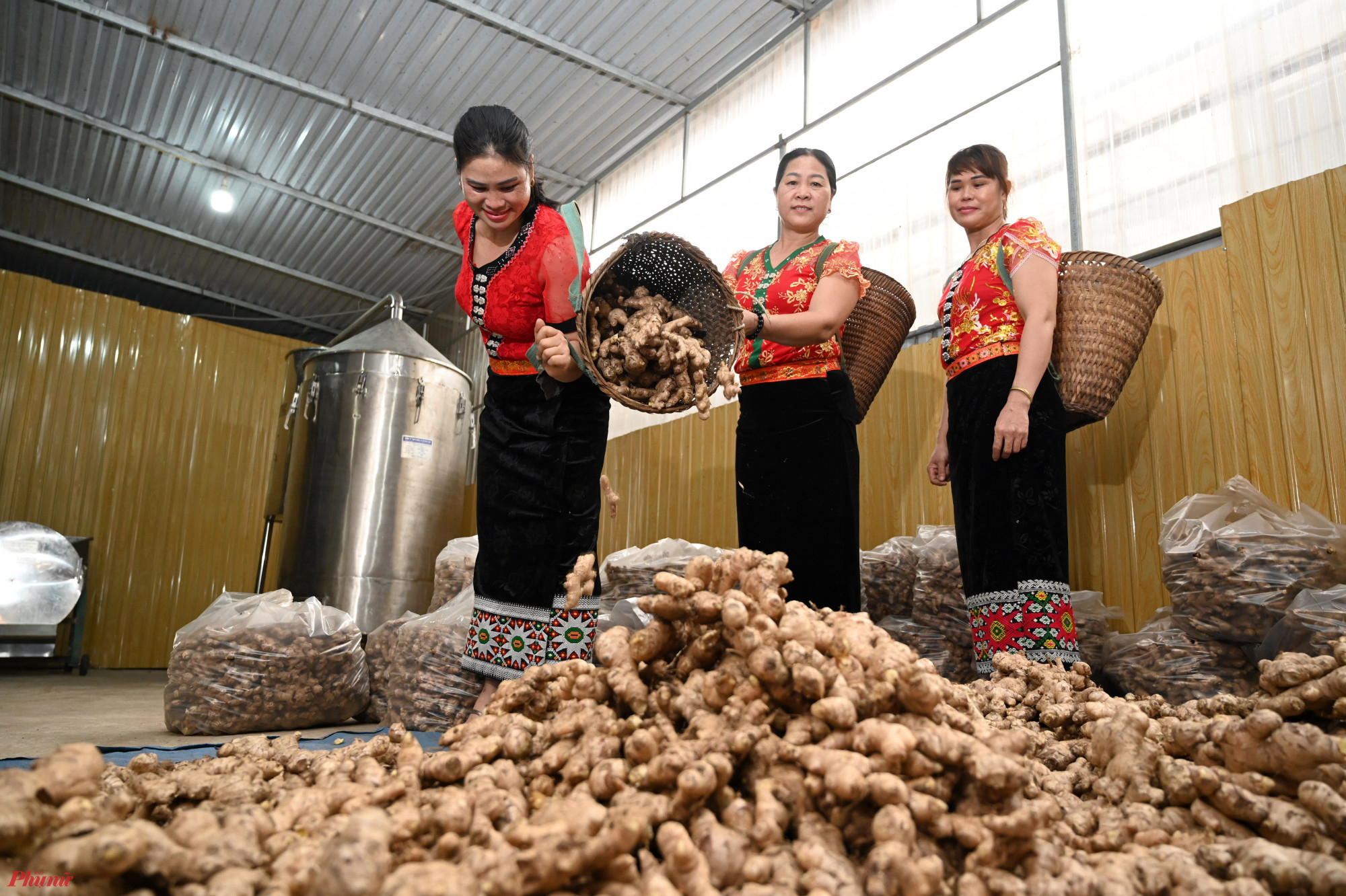 Hiện HTX Dịch vụ nông nghiệp & Tiểu thủ công nghiệp Hương Sơn cũng là nơi thu mua gừng lớn nhất tại Nghệ An với hơn 1.000 tấn gừng mỗi năm để cung ứng cho các doanh nghiệp trong nước, xuất khẩu ra nước ngoài.