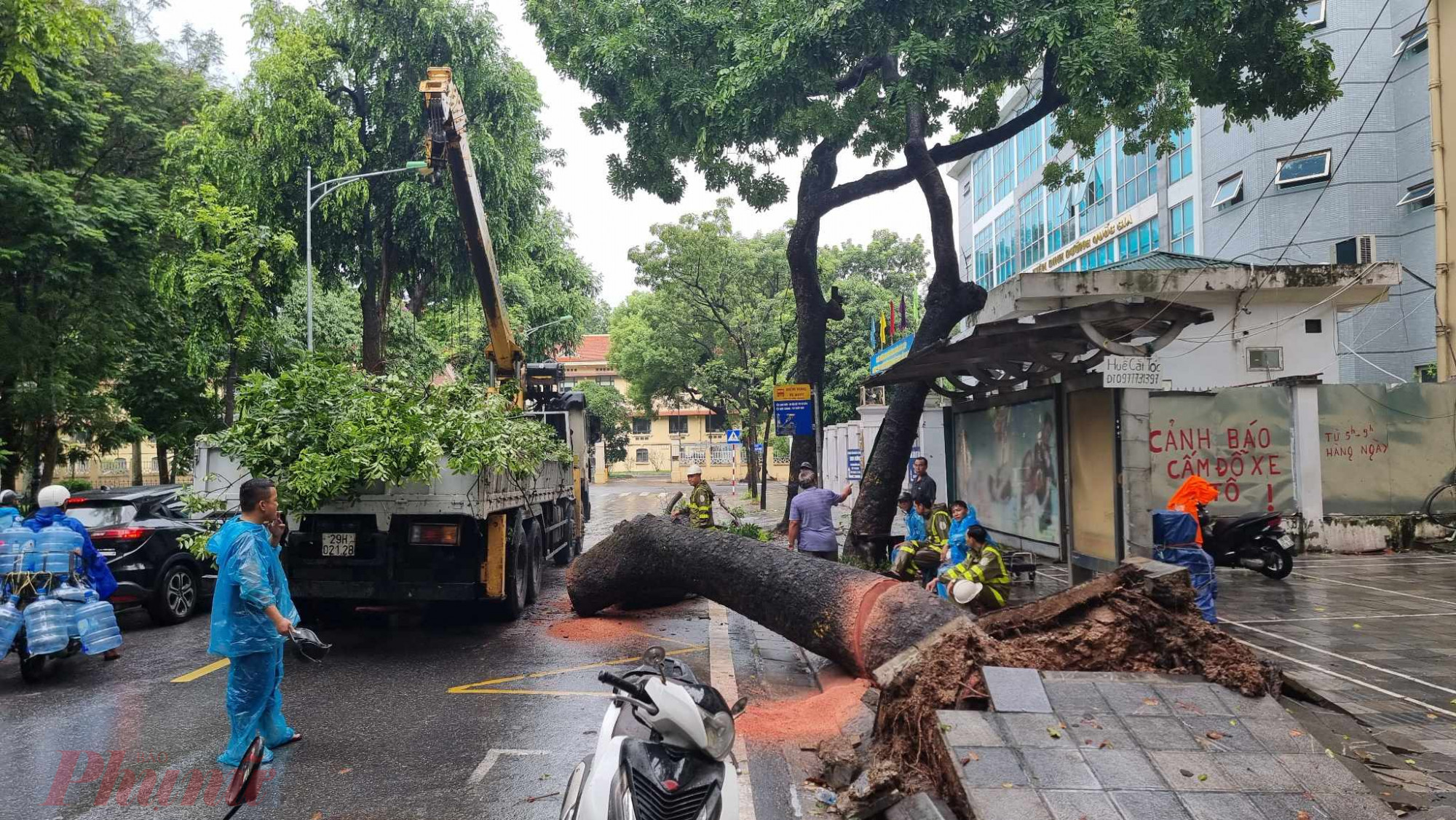  Do tán lá và thân cây lớn chắn ngang đường khiến các phương tiện không thể lưu thông qua được, gây ùn tắc.