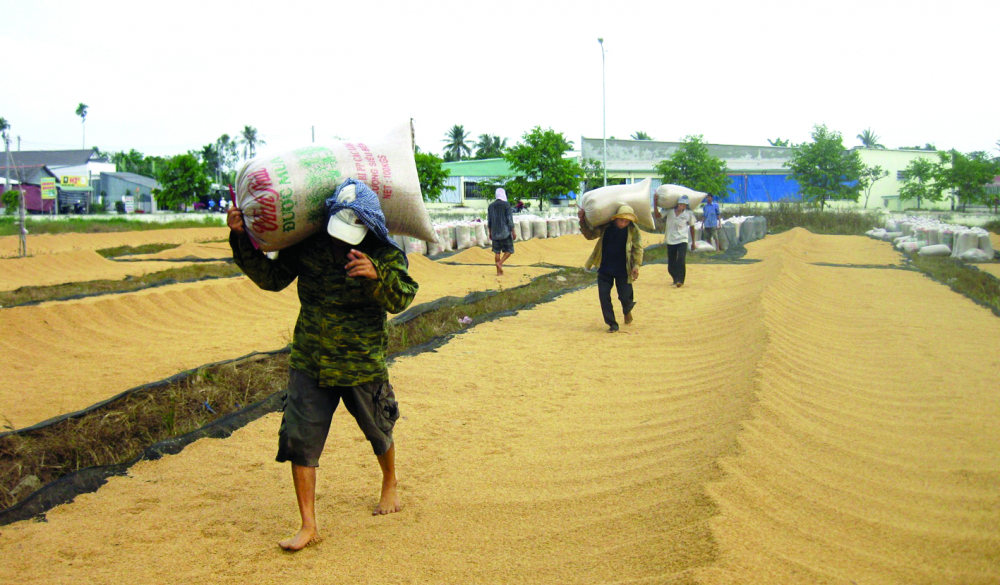 Thu hoạch lúa tại tỉnh Hậu Giang