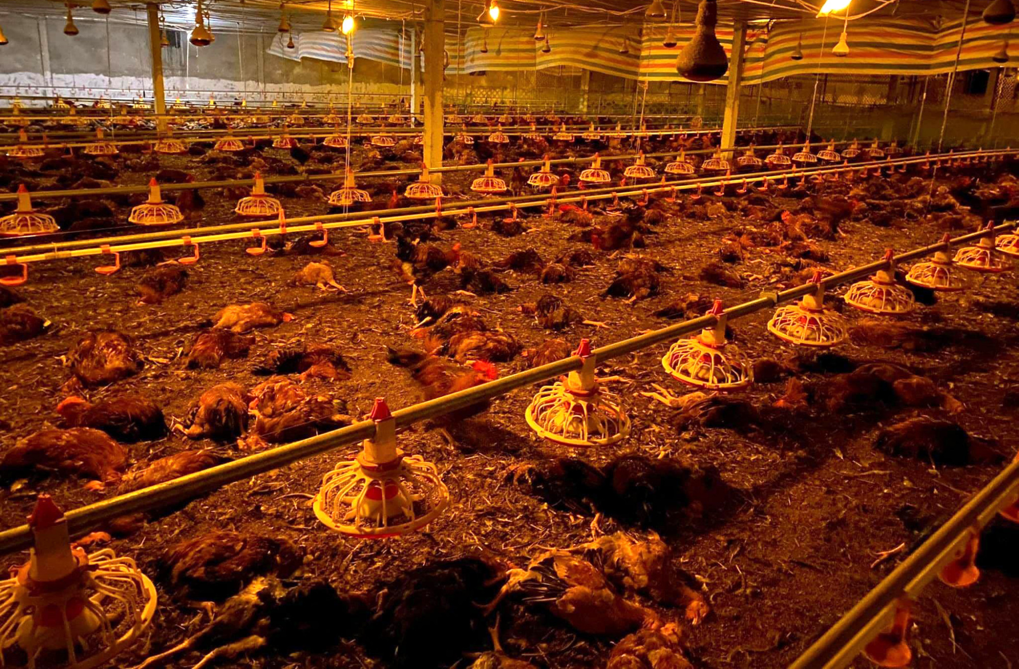 Hàng ngàn con gà sắp xuất chuồng chết ngạt do chập điện - Ảnh: Khánh Trung