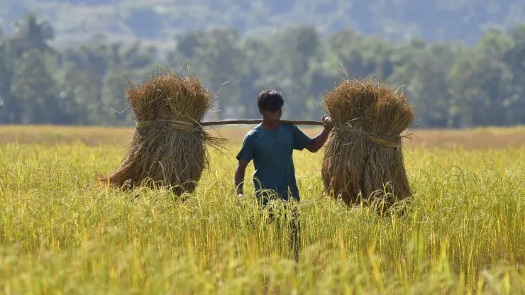 Một nông dân trên cánh đồng lúa ở Assam, Ấn Độ - Ảnh: Tân hoa xã