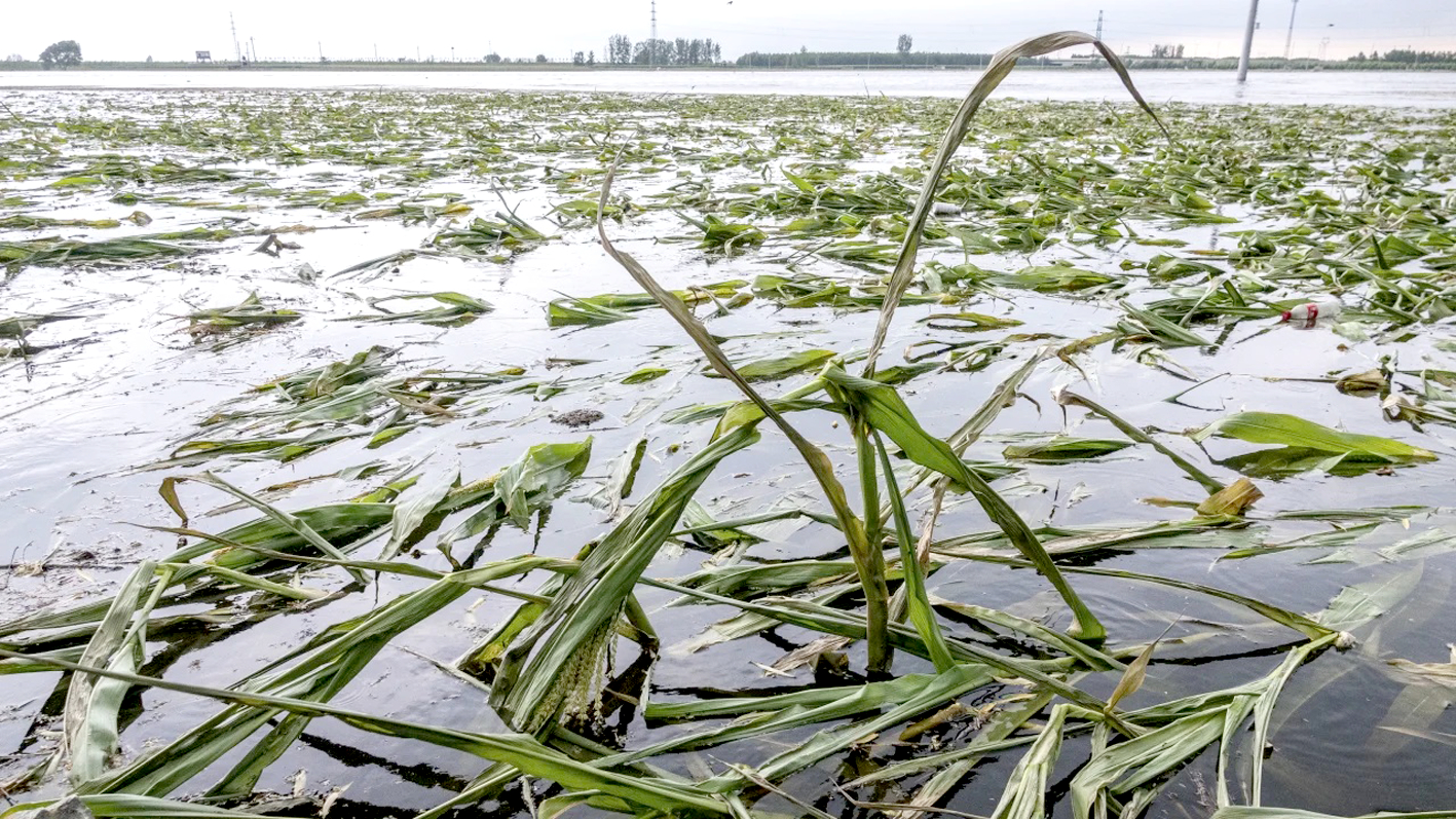 Một cánh đồng bắp bị nước lũ nhấn chìm ở TP Hạc Bích, tỉnh Hà Nam, Trung Quốc vào ngày 5/8 - Nguồn ảnh: GETTY IMAGES