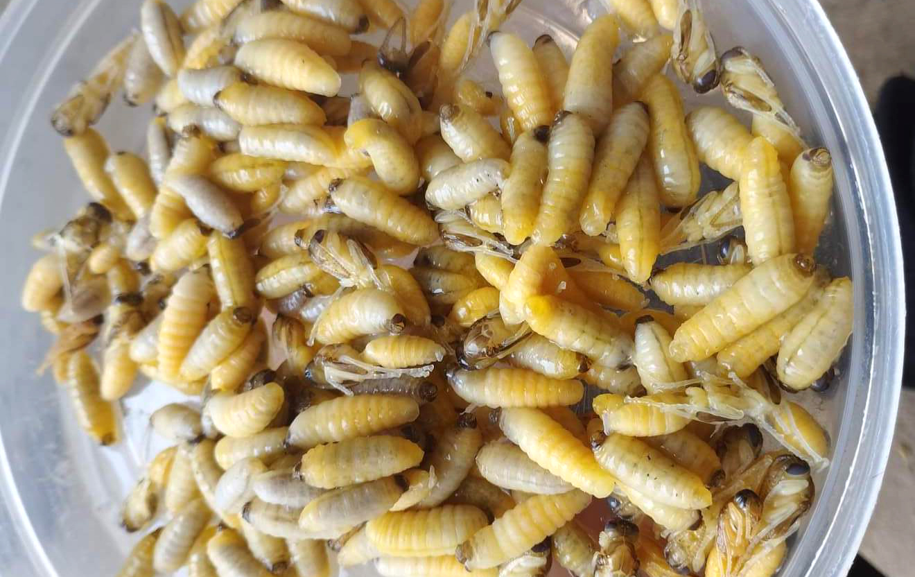 Sau khi lấy được tổ ong vàng, người dân phải dùng “đồ nghề” gắp nhộng ong ra ngoài. Nhộng ong thường được bán cho các nhà hàng, quán nhậu với giá 300.000 - 350.000 đồng/kg. 
