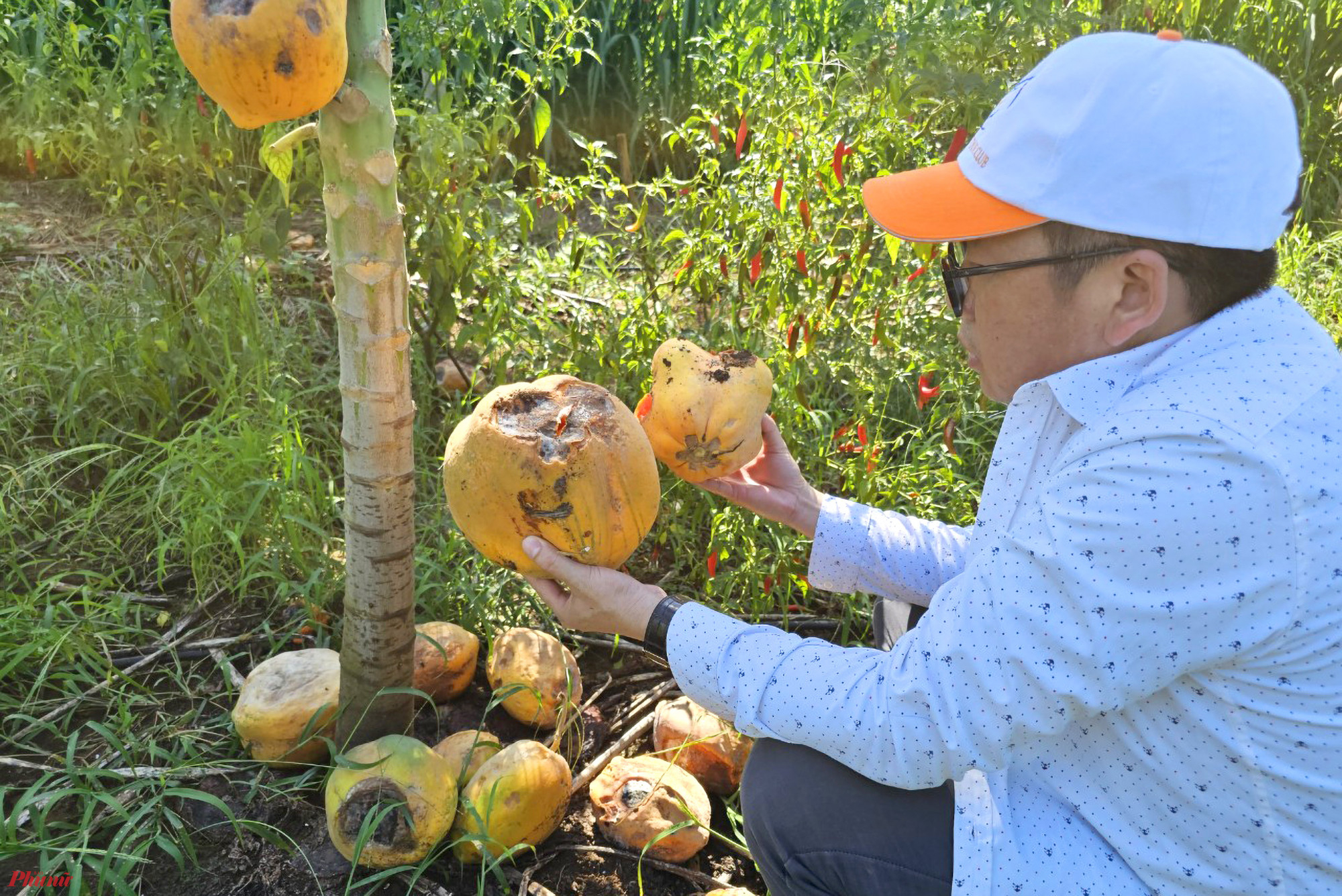 Ông Nguyễn Quang Trung - Giám đốc HTX nông nghiệp xã Tây Hiếu cho biết, giống đu đủ được trồng theo dự án này là đu đủ Đài Loan. Mỗi cây giống được mua với giá 8.000 đồng. Hiện phía Công ty cổ phần Chanh leo Nafoods đã đưa ra phương án hỗ trợ 225 triệu đồng/ha.