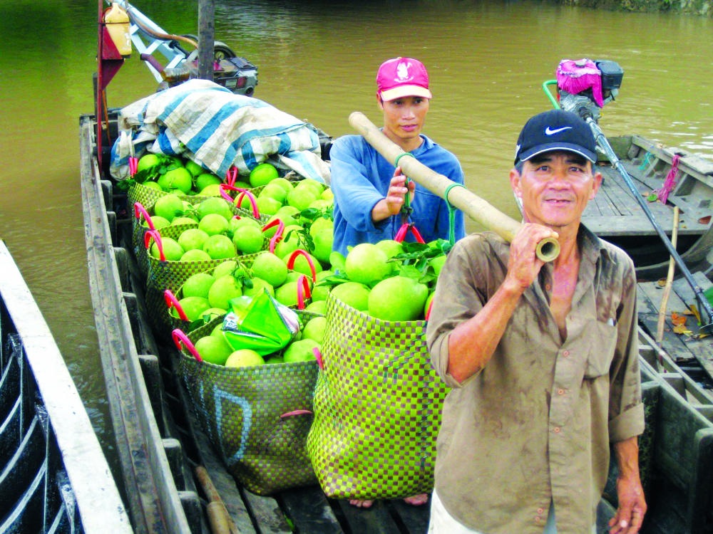 Thương lái thu mua bưởi ở tỉnh Vĩnh Long để cung ứng cho các doanh nghiệp xuất khẩu - ẢNH: HUỲNH LỢI