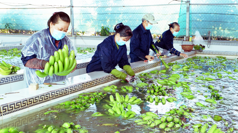 Người lao động trong một trang trại ở tỉnh An Giang làm sạch và phân loại chuối để đóng gói, xuất khẩu - ẢNH: HUỲNH LỢI