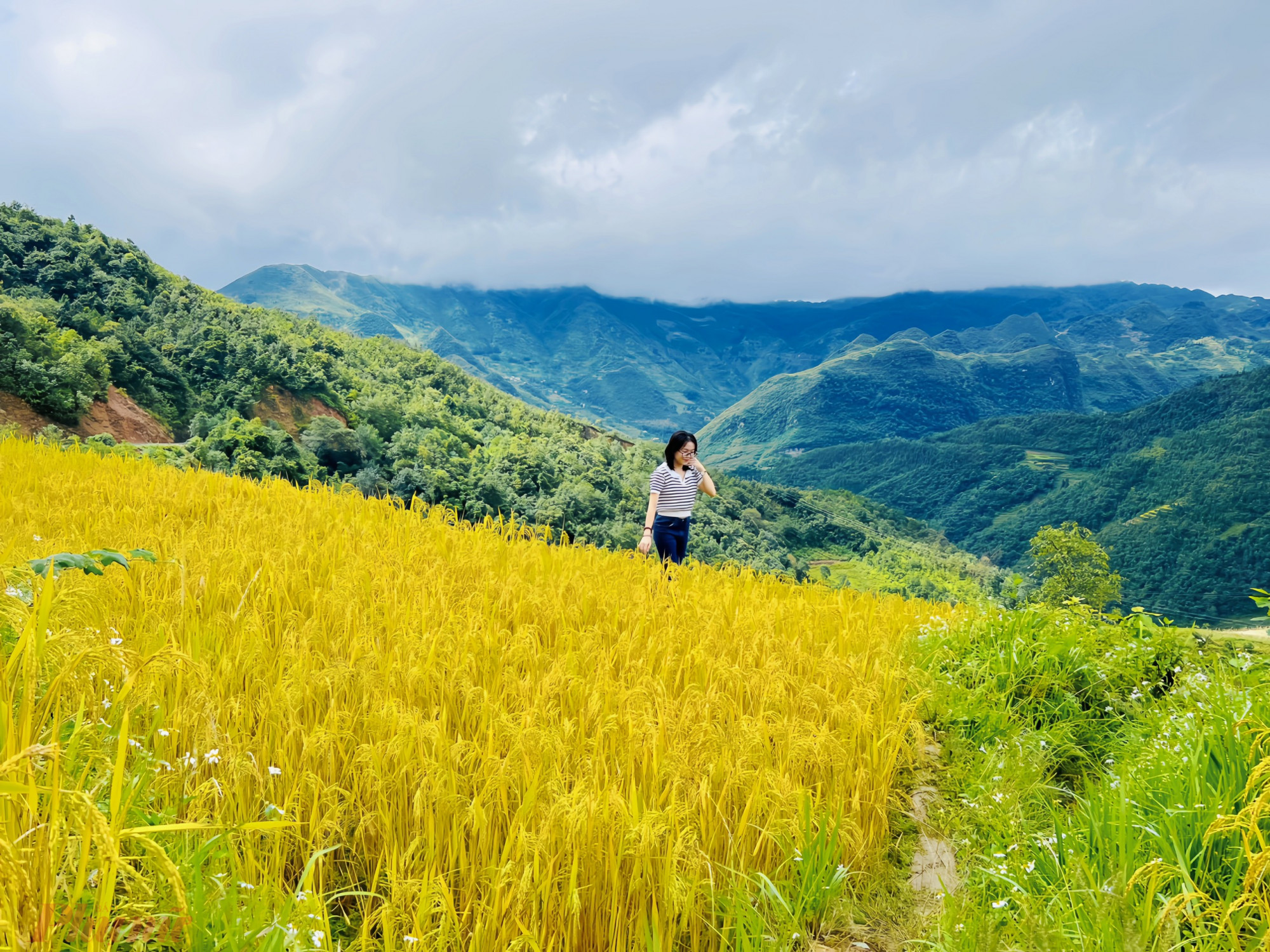 Những cánh đồng lúa chín vàng trên cung đường từ thị trấn Đồng Văn đến cột cờ Lũng Cú.
