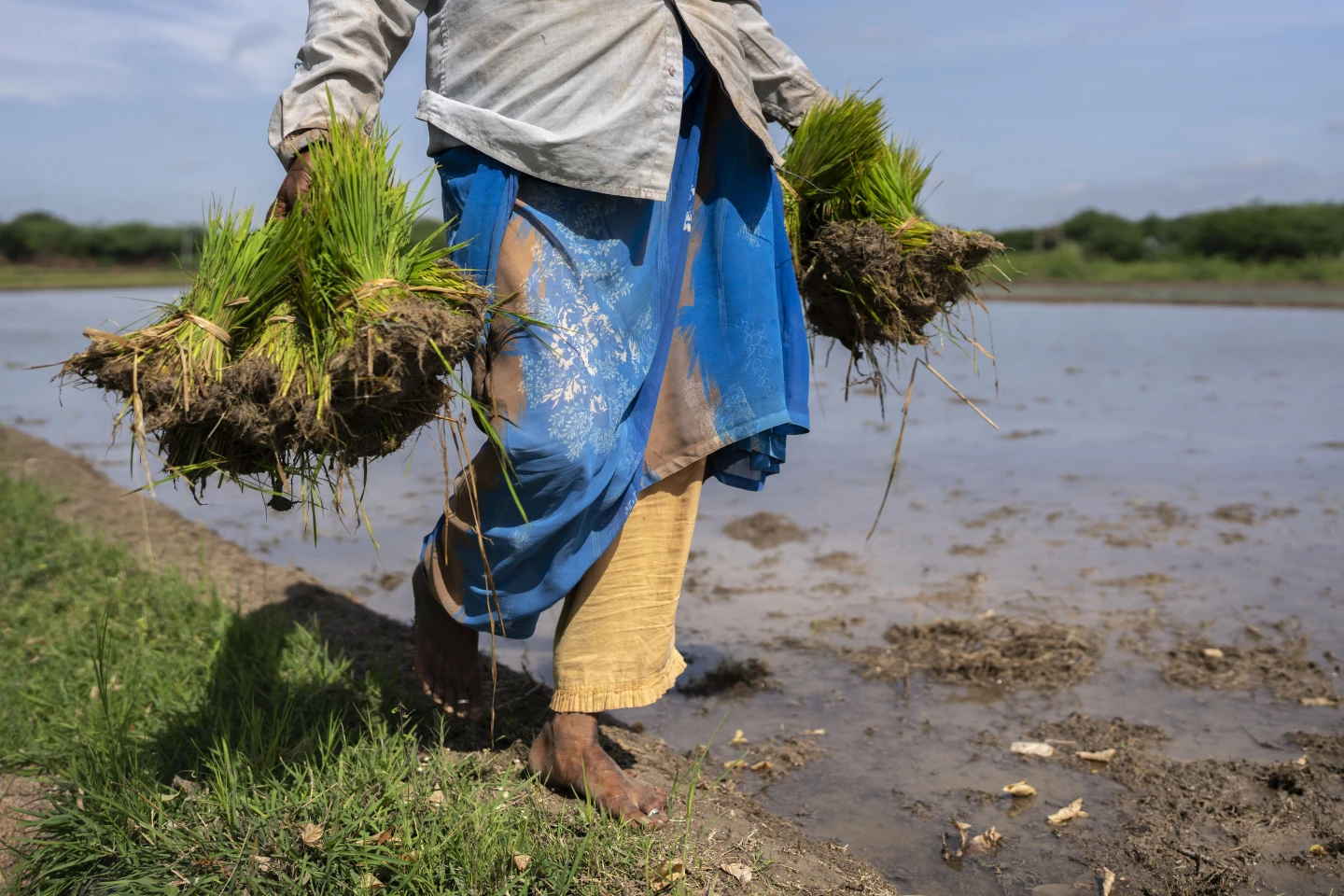 Người phụ nữ cầm những bó mạ đi cấy tại cánh đồng ở bang Andhra Pradesh, Ấn Độ