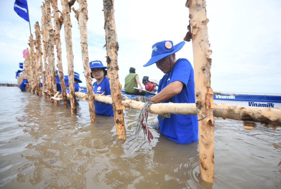 Các nhân viên Vinamilk tham gia làm gần 1.000m hàng rào đầu tiên trong gần 2.400m hàng rào để khoanh nuôi tái sinh rừng ngập mặn tại Vườn quốc gia Mũi Cà Mau - Ảnh: Nguyễn Hiệu