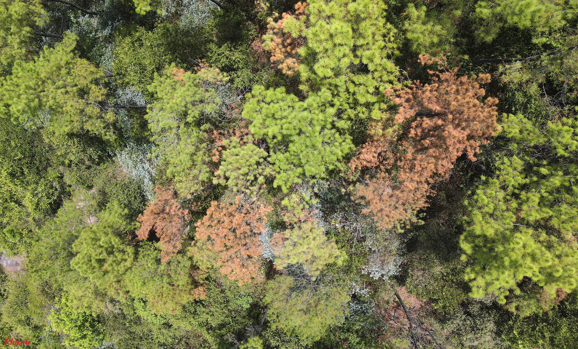 Sâu róm bắt đầu xuất hiện nhiều ở khu vực rừng phòng hộ Hồng Lĩnh từ hơn 1 tháng trước. Đơn vị quản lý thống kê có khoảng 2.000 ha bị ảnh hưởng do sâu bệnh, trong đó nhiều phần diện tích cây thông đang cho khai thác nhựa.