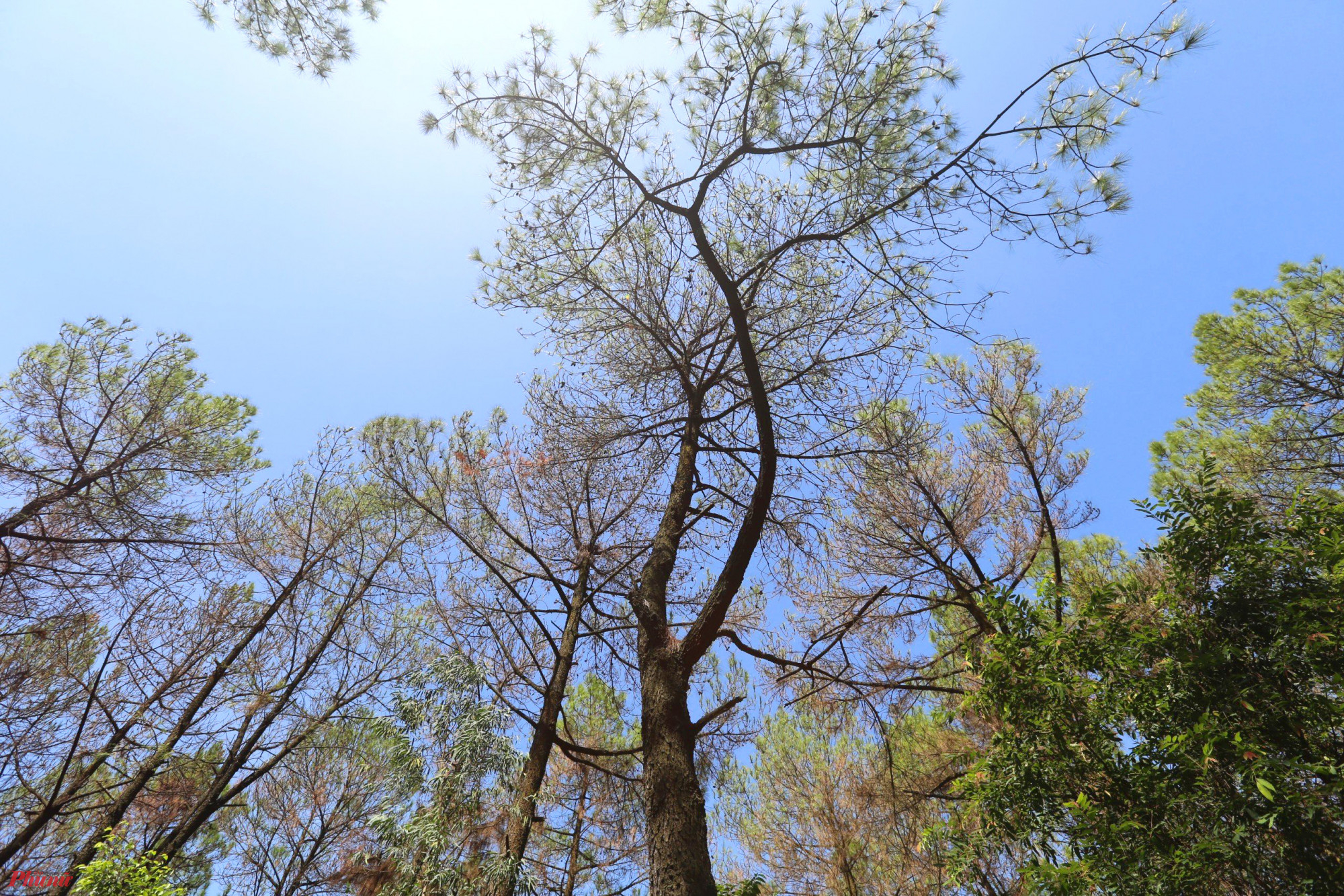 Nhiều cây thông bị sâu ăn trụi lá, khô héo.