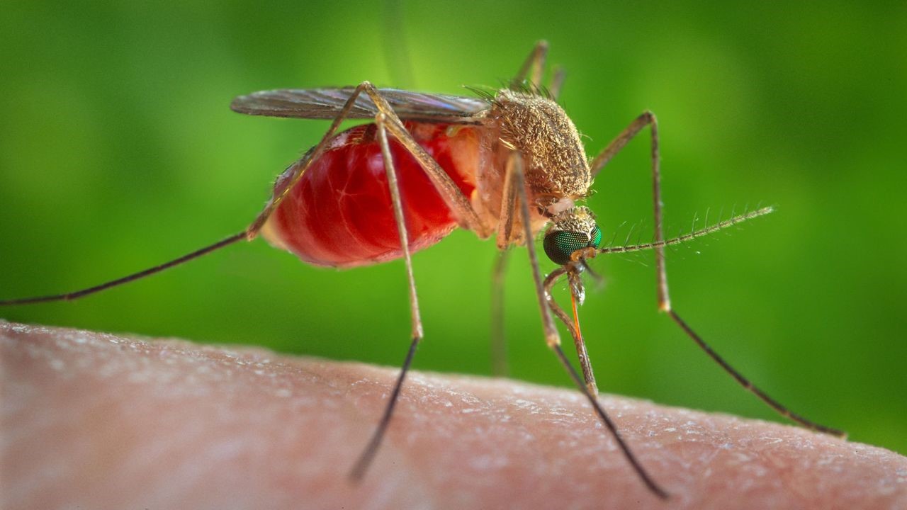 Virus Tây sông Nile thường lây lan qua trung gian là loài muỗi Culex, phổ biến trên khắp Hoa Kỳ – Ảnh: Reuters