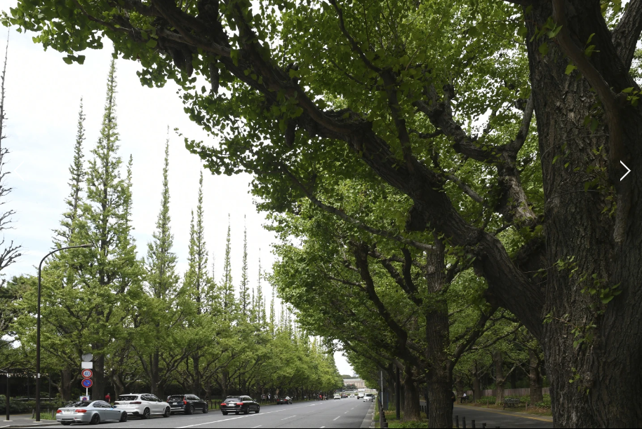 Những hàng cây xanh hàng trăm năm tuổi có nguy cơ bị đốn hạ để thay thế bằng những tòa cao ốc - Ảnh: Stephen Wade /AP