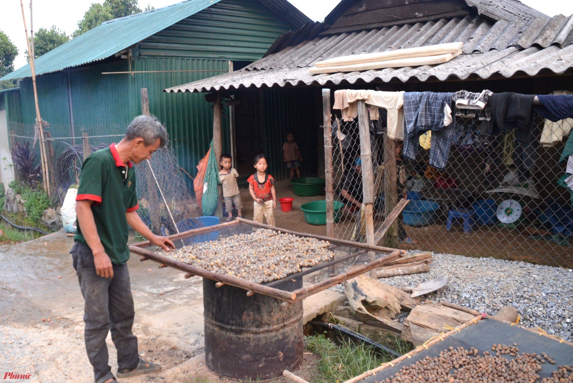 Ông Hờ Chồng Chớ (52 tuổi, trú xã Huồi Tụ, huyện Kỳ Sơn, tỉnh Nghệ An) cho biết, quả bo bo năm nay được mùa, lại được thương lái về tận bản thu mua với giá cao. Hiện quả bo bo tươi được thương lái thu mua với giá 7.000 đồng/kg, hạt bo bo phơi khô có giá 50.000 - 52.000 đồng/kg. 