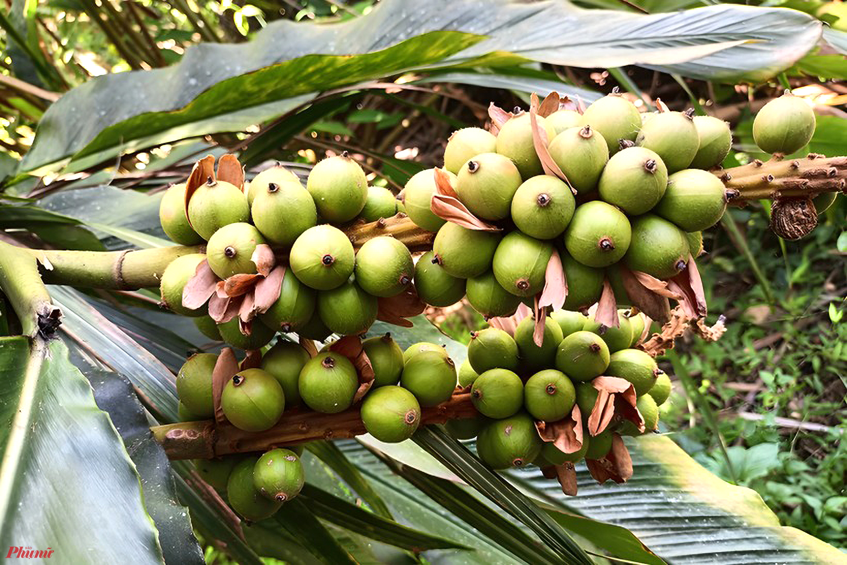 Cây bo bo thuộc họ gừng, tên khoa học là thảo đậu khấu nam. Tại Nghệ An, cây bo bo mọc tự nhiên dưới các tán cây rừng lấy gỗ ở các huyện miền núi của Nghệ An như Kỳ Sơn, Tương Dương, Quế Phong… Tháng 8, quả bo bo bắt đầu vào vụ thu hoạch, kéo dài đến khoảng cuối tháng 10 hàng năm.