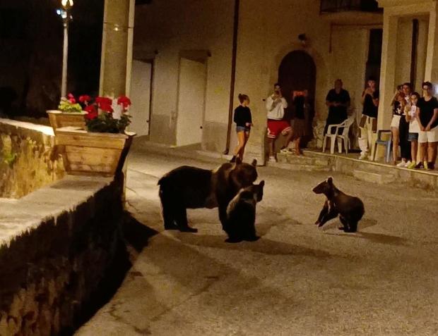Gấu mẹ Amarena cùng 2 gấu con đang băng qua đường trước mặt nhóm du khách - Ảnh: Gemma Di Pietro/Reuters 