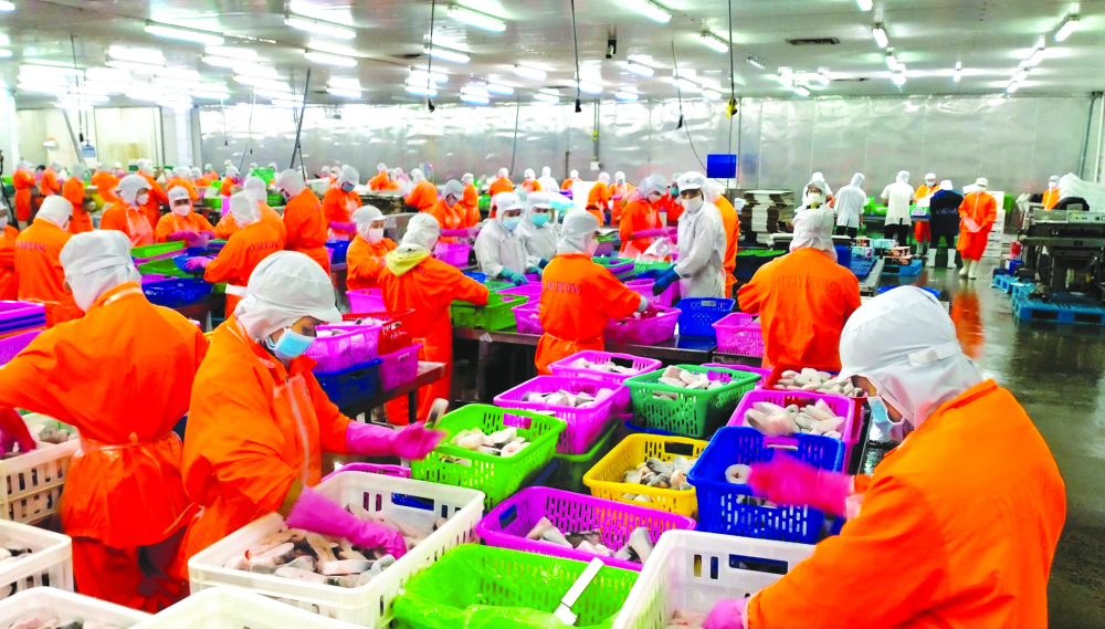 Nhà máy chế biến cá tra xuất khẩu Ấn Độ Dương (thuộc Công ty cổ phần Nam Việt) đặt tại khu công nghiệp Thốt Nốt, TP Cần Thơ tạo nhiều việc làm cho lao động nữ ở miền Tây Ảnh: Huỳnh Lợi
