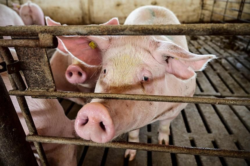 Các chuyên gia cho biết một số tế bào của con người đã được tìm thấy trong não lợn, điều này đặt ra các vấn đề đạo đức đối với việc lai giữa người và lợn