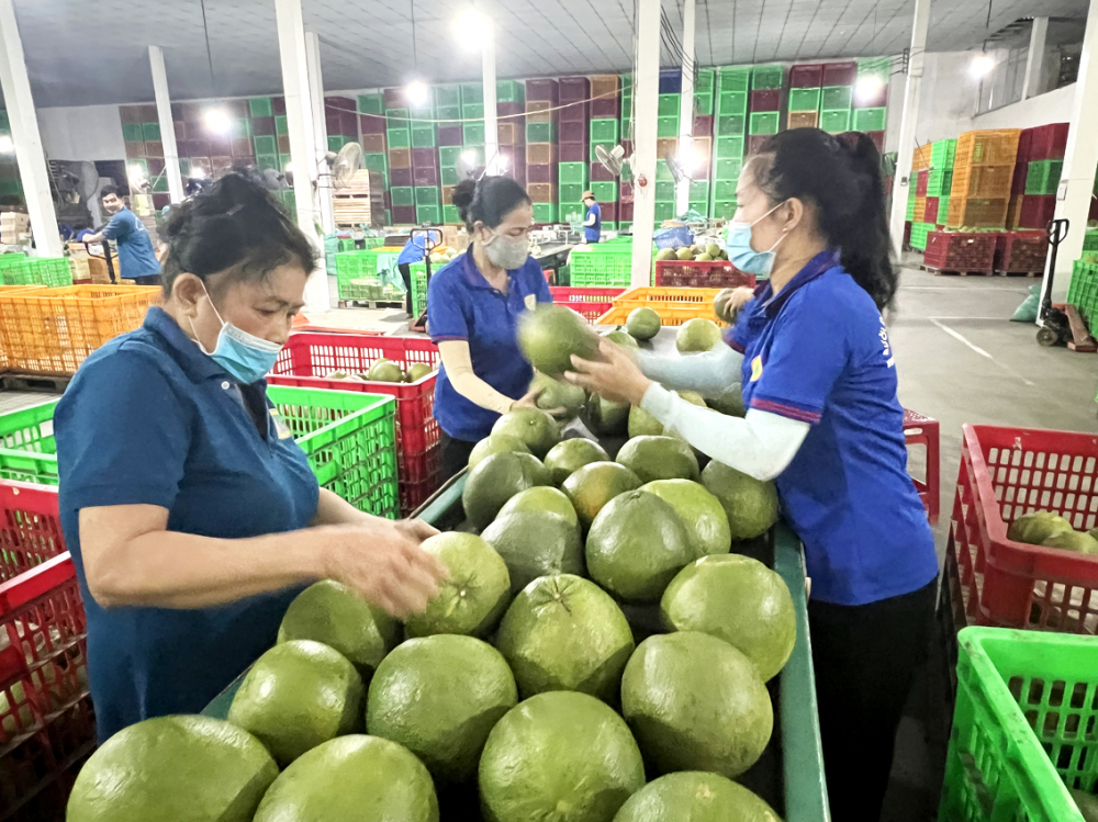 Phân loại bưởi da xanh ở cơ sở trái cây Hương Miền Tây (Bến Tre) để xuất khẩu sang Trung Quốc - ẢNH: H.LỢI