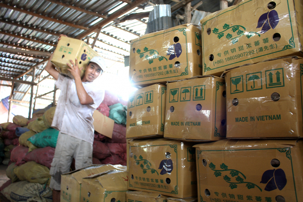 Đóng gói khoai lang xuất khẩu sang Trung Quốc ở huyện Bình Tân, tỉnh Vĩnh Long - ẢNH: H.LỢI