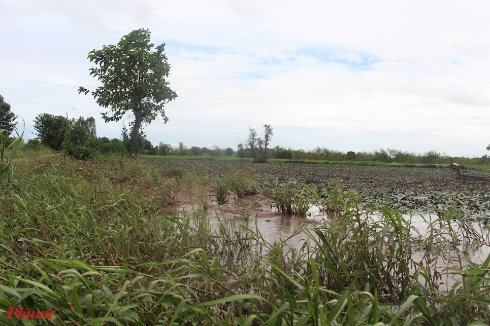 Nhổ củ ấu