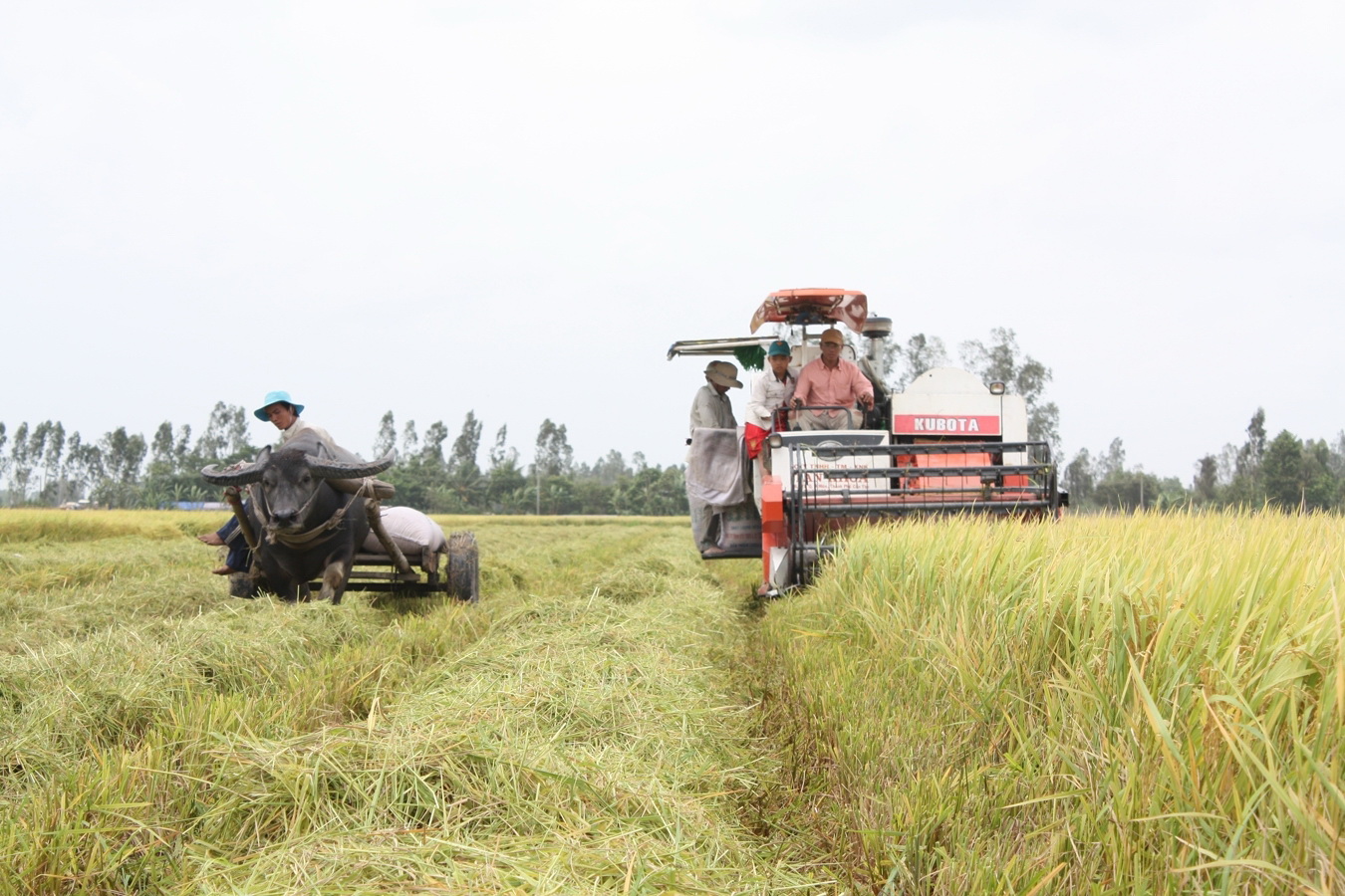 Sản xuất lúa gạo năm 2023 ở ĐBSCL thắng lợi